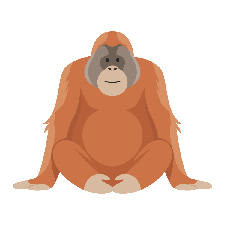 Orangutan